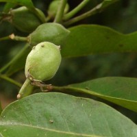 Acronychia pedunculata (L.) Miq.